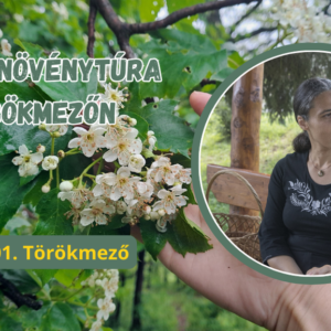 2026.05.01. Gyógynövénytúra Törökmezőn