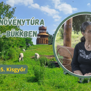 2026.07.05. Gyógynövénytúra a Dél-Bükkben